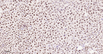 H3K18me1 Antibody in Immunohistochemistry (Paraffin) (IHC (P))