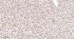 H3K18me1 Antibody in Immunohistochemistry (Paraffin) (IHC (P))