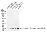 H3K18me1 Antibody in Western Blot (WB)
