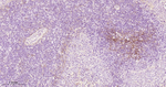 VCAM-1 Antibody in Immunohistochemistry (Paraffin) (IHC (P))