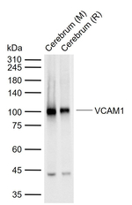 VCAM-1 Antibody in Western Blot (WB)
