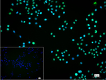 HMGB1 Recombinant Rabbit Monoclonal Antibody (3A6)