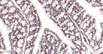 HMGB1 Antibody in Immunohistochemistry (Paraffin) (IHC (P))