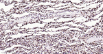 HMGB1 Antibody in Immunohistochemistry (Paraffin) (IHC (P))