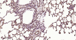 HMGB1 Antibody in Immunohistochemistry (Paraffin) (IHC (P))
