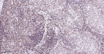 HMGB1 Antibody in Immunohistochemistry (Paraffin) (IHC (P))