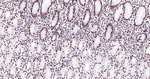 HMGB1 Antibody in Immunohistochemistry (Paraffin) (IHC (P))