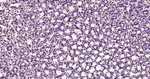 HMGB1 Antibody in Immunohistochemistry (Paraffin) (IHC (P))