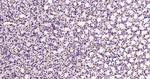 HMGB1 Antibody in Immunohistochemistry (Paraffin) (IHC (P))