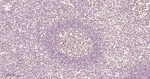 HMGB1 Antibody in Immunohistochemistry (Paraffin) (IHC (P))
