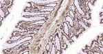 HMGB1 Antibody in Immunohistochemistry (Paraffin) (IHC (P))