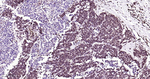 HMGB1 Antibody in Immunohistochemistry (Paraffin) (IHC (P))