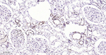 HMGB1 Antibody in Immunohistochemistry (Paraffin) (IHC (P))