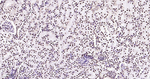 HMGB1 Antibody in Immunohistochemistry (Paraffin) (IHC (P))