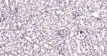 HMGB1 Antibody in Immunohistochemistry (Paraffin) (IHC (P))