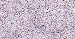 HMGB1 Antibody in Immunohistochemistry (Paraffin) (IHC (P))