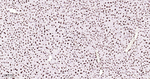 HMGB1 Antibody in Immunohistochemistry (Paraffin) (IHC (P))