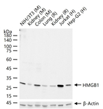 HMGB1 Antibody in Western Blot (WB)
