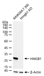 HMGB1 Antibody in Western Blot (WB)