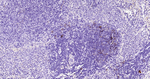 NGFR Antibody in Immunohistochemistry (Paraffin) (IHC (P))
