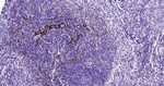 NGFR Antibody in Immunohistochemistry (Paraffin) (IHC (P))