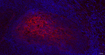 NGFR Antibody in Immunohistochemistry (Paraffin) (IHC (P))