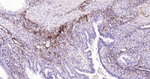 NGFR Antibody in Immunohistochemistry (Paraffin) (IHC (P))