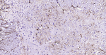 GFAP Antibody in Immunohistochemistry (Paraffin) (IHC (P))