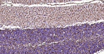 GFAP Antibody in Immunohistochemistry (Paraffin) (IHC (P))