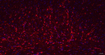 GFAP Antibody in Immunohistochemistry (Paraffin) (IHC (P))