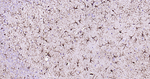 GFAP Antibody in Immunohistochemistry (Paraffin) (IHC (P))