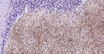 GFAP Antibody in Immunohistochemistry (Paraffin) (IHC (P))