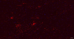 GFAP Antibody in Immunohistochemistry (Paraffin) (IHC (P))