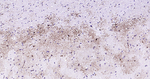 GFAP Antibody in Immunohistochemistry (Paraffin) (IHC (P))