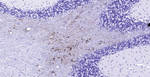 GFAP Recombinant Rabbit Monoclonal Antibody (3F4)