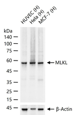 MLKL Antibody in Western Blot (WB)