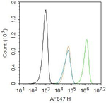 ERK1/2 Antibody in Flow Cytometry (Flow)