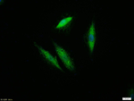 ERK1/2 Recombinant Rabbit Monoclonal Antibody (3A12)