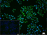 ERK1/2 Antibody in Immunocytochemistry (ICC/IF)