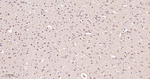 ERK1/2 Antibody in Immunohistochemistry (Paraffin) (IHC (P))