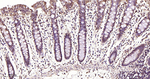 ERK1/2 Antibody in Immunohistochemistry (Paraffin) (IHC (P))
