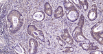 ERK1/2 Antibody in Immunohistochemistry (Paraffin) (IHC (P))