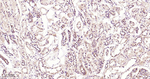 ERK1/2 Antibody in Immunohistochemistry (Paraffin) (IHC (P))