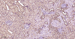 ERK1/2 Antibody in Immunohistochemistry (Paraffin) (IHC (P))