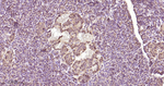 ERK1/2 Antibody in Immunohistochemistry (Paraffin) (IHC (P))