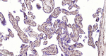ERK1/2 Antibody in Immunohistochemistry (Paraffin) (IHC (P))