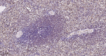 ERK1/2 Antibody in Immunohistochemistry (Paraffin) (IHC (P))