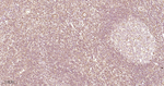 ERK1/2 Antibody in Immunohistochemistry (Paraffin) (IHC (P))