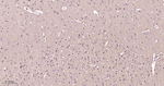ERK1/2 Antibody in Immunohistochemistry (Paraffin) (IHC (P))