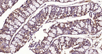 ERK1/2 Antibody in Immunohistochemistry (Paraffin) (IHC (P))